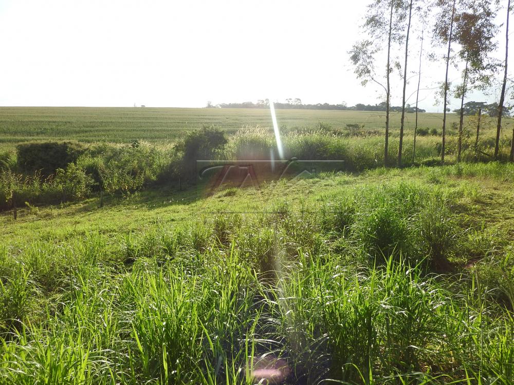 Alugar Terrenos / Lote em Santa Cruz do Rio Pardo apenas R$ 235,00 - Foto 15 Alugar Terrenos / Lote em Santa Cruz do Rio Pardo apenas R$ 235,00 - Foto 15