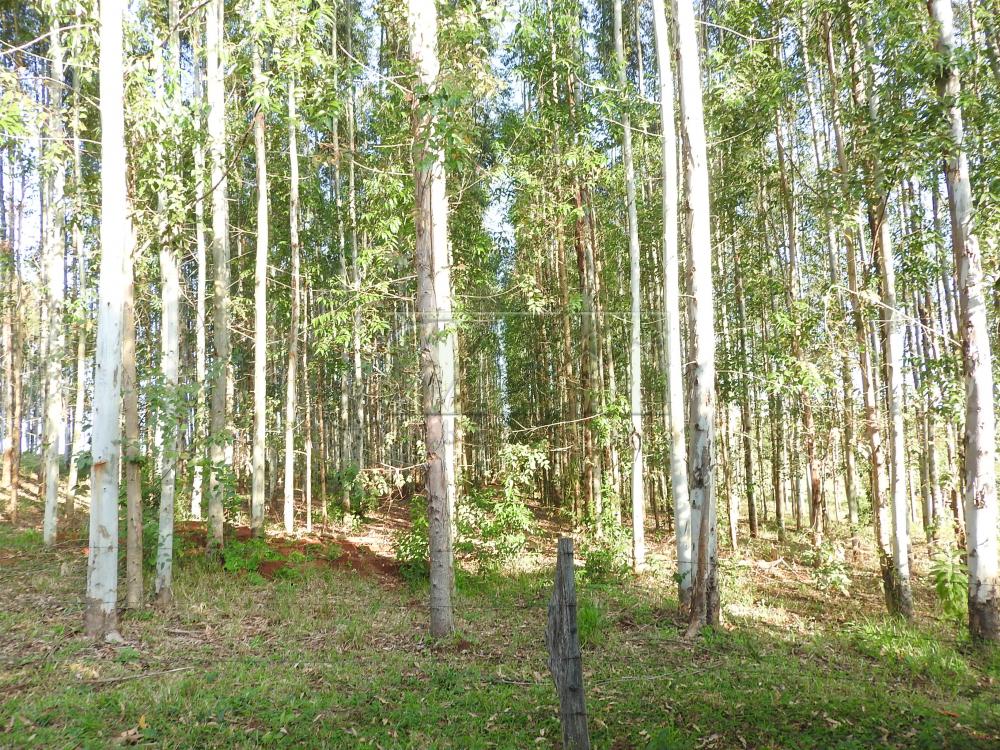 Alugar Terrenos / Lote em Santa Cruz do Rio Pardo apenas R$ 235,00 - Foto 20 Alugar Terrenos / Lote em Santa Cruz do Rio Pardo apenas R$ 235,00 - Foto 20
