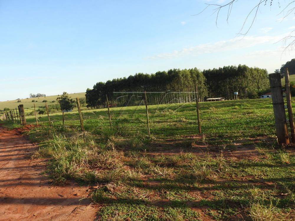 Alugar Terrenos / Lote em Santa Cruz do Rio Pardo apenas R$ 235,00 - Foto 31 Alugar Terrenos / Lote em Santa Cruz do Rio Pardo apenas R$ 235,00 - Foto 31