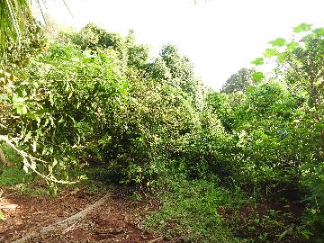 Alugar Terrenos / Lote em Santa Cruz do Rio Pardo apenas R$ 235,00 - Foto 11 Alugar Terrenos / Lote em Santa Cruz do Rio Pardo apenas R$ 235,00 - Foto 11